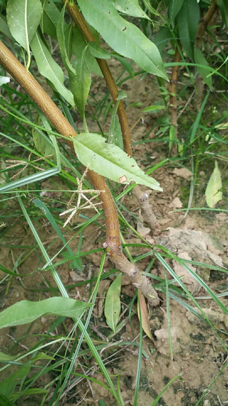 品种桃树苗、苗圃货源！品种保证，货源充足