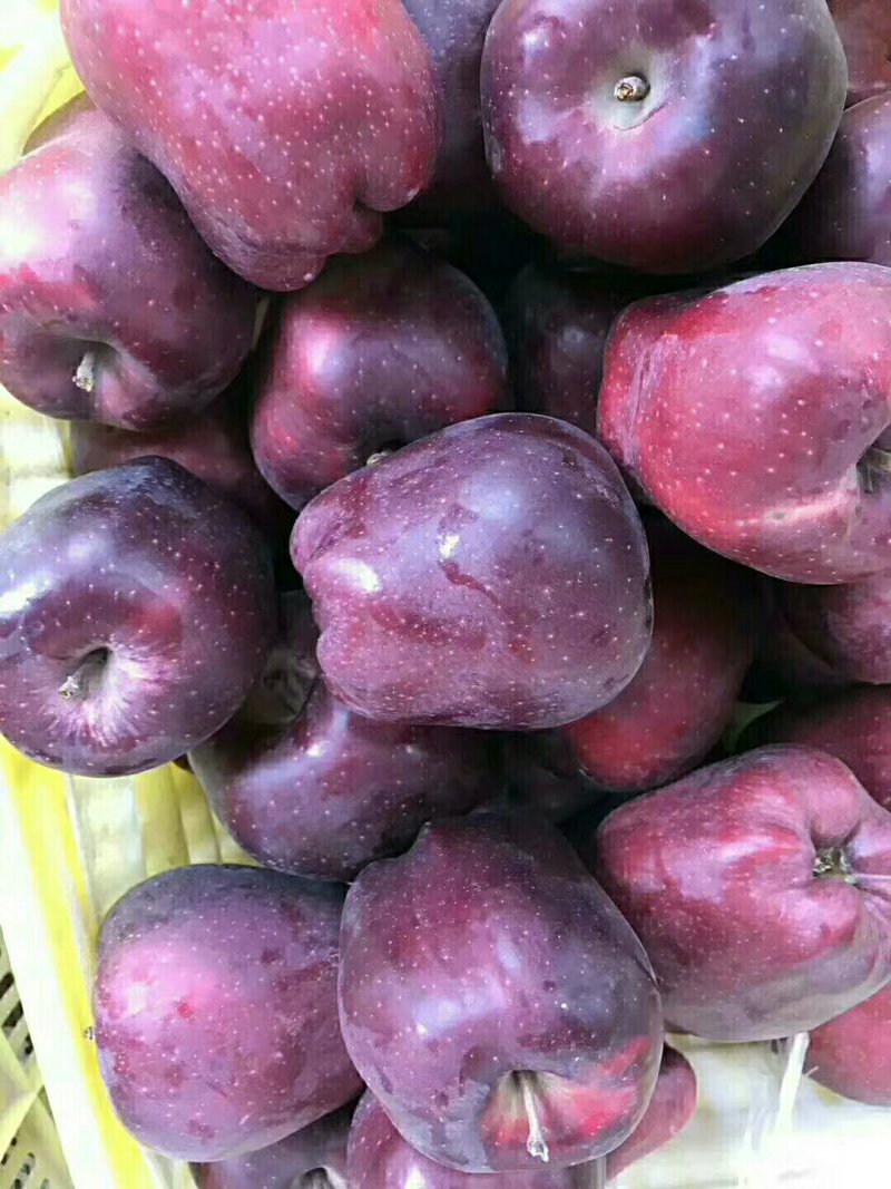 甘肃花牛苹果🍎批发