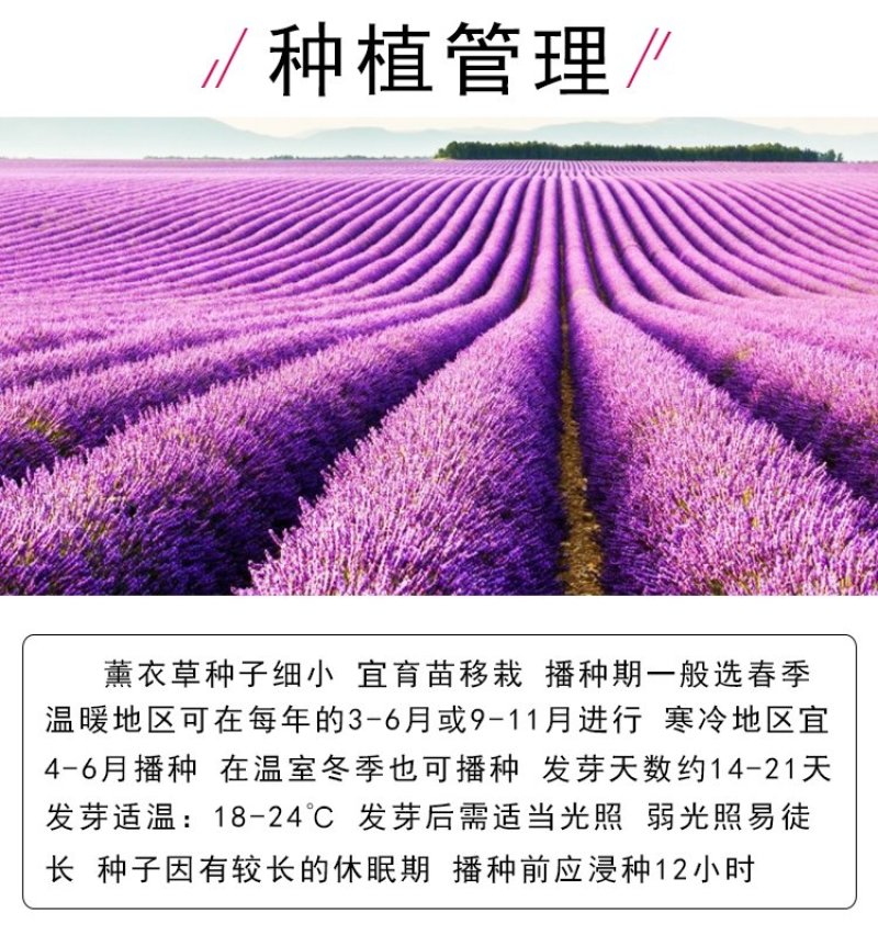 薰衣草种子四季播盆栽薰衣草香草种子花卉种子花籽花草花种子