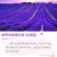 薰衣草种子四季播盆栽薰衣草香草种子花卉种子花籽花草花种子