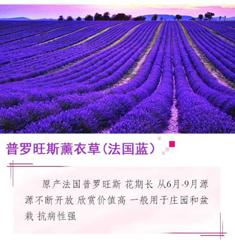 薰衣草种子四季播盆栽薰衣草香草种子花卉种子花籽花草花种子