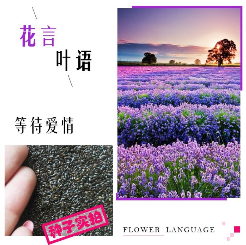 薰衣草种子四季播盆栽薰衣草香草种子花卉种子花籽花草花种子