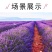 薰衣草种子四季播盆栽薰衣草香草种子花卉种子花籽花草花种子
