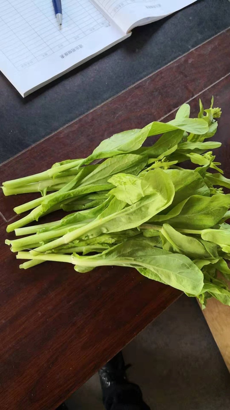 菜苔