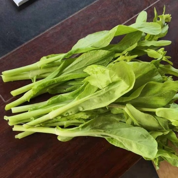 红菜苔白菜苔春菜苔批发可实地考察，欢迎老板咨詢