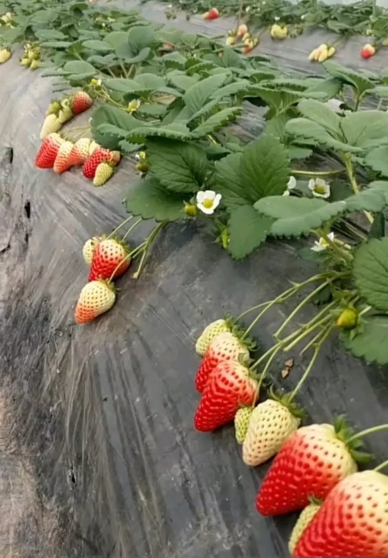 甜宝草莓苗章姬草莓苗黔莓一号草莓苗黔莓二号草莓苗