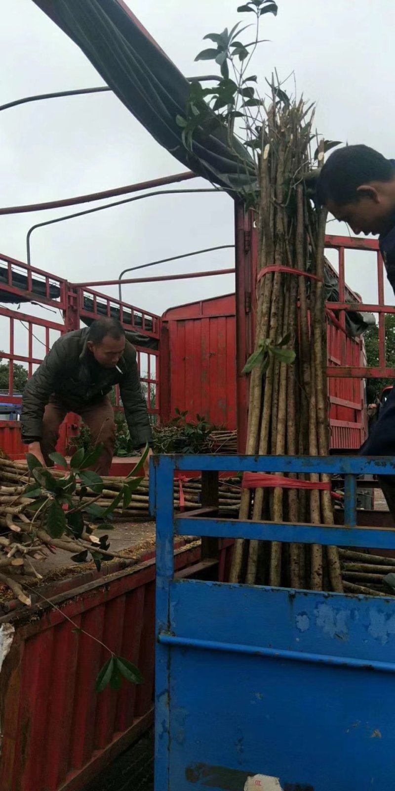 桂花苗木桂花树苗小苗湖北桂花树征地赔偿树苗