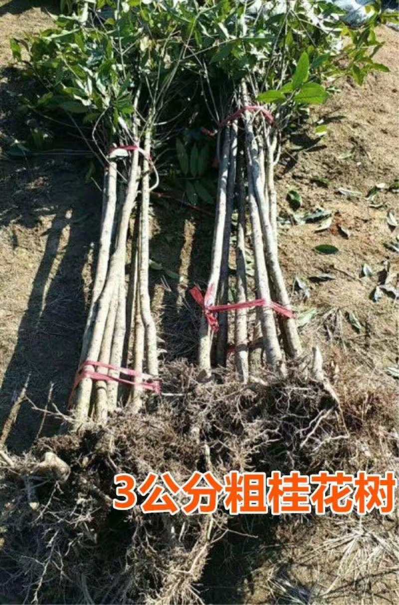 桂花苗木桂花树苗小苗湖北桂花树征地赔偿树苗