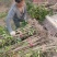 桂花苗木桂花树苗小苗湖北桂花树征地赔偿树苗