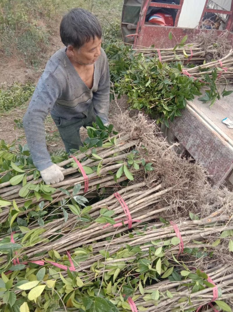 桂花苗木桂花树苗小苗湖北桂花树征地赔偿树苗