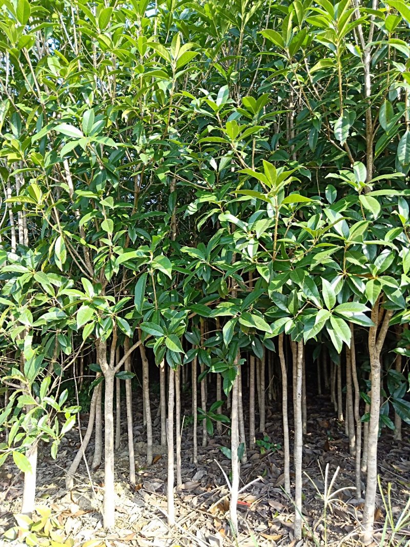 桂花苗木桂花树苗小苗湖北桂花树征地赔偿树苗