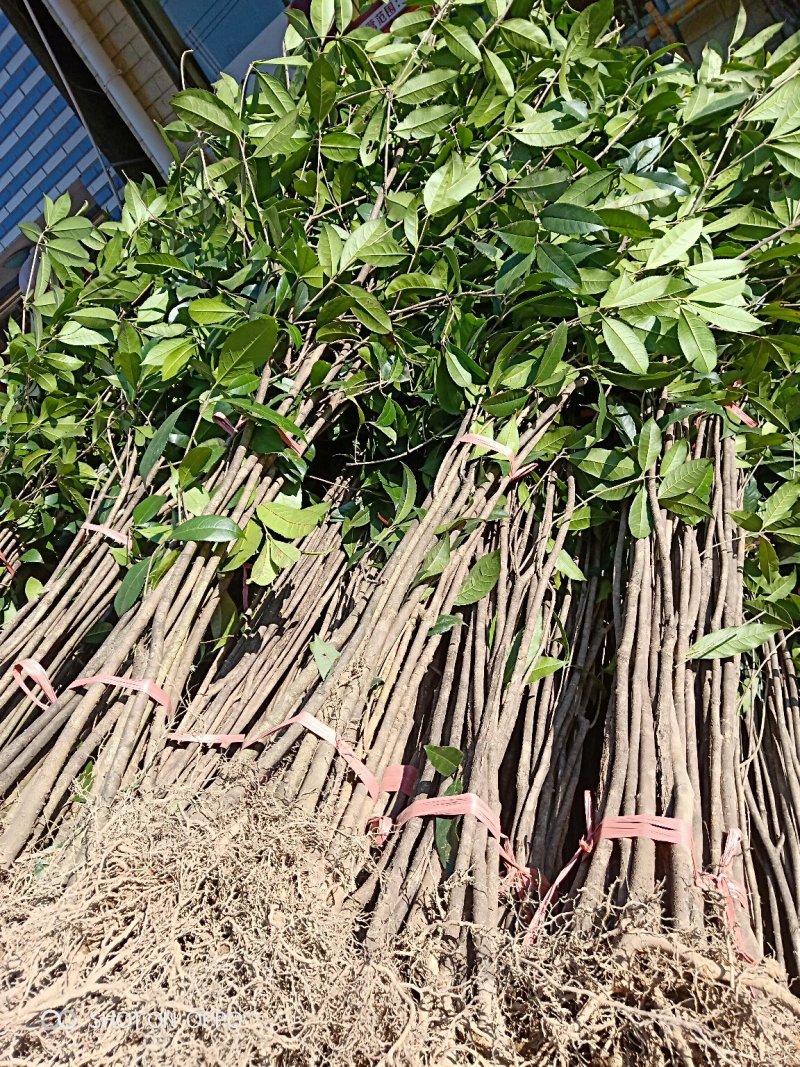 桂花苗木桂花树苗小苗湖北桂花树征地赔偿树苗