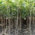 桂花苗木桂花树苗小苗湖北桂花树征地赔偿树苗