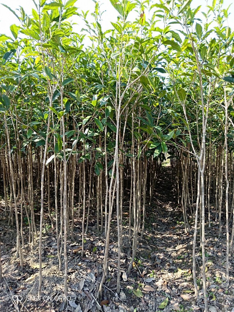 桂花苗木桂花树苗小苗湖北桂花树征地赔偿树苗