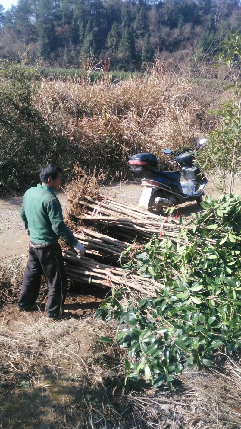 桂花苗木桂花树苗小苗湖北桂花树征地赔偿树苗