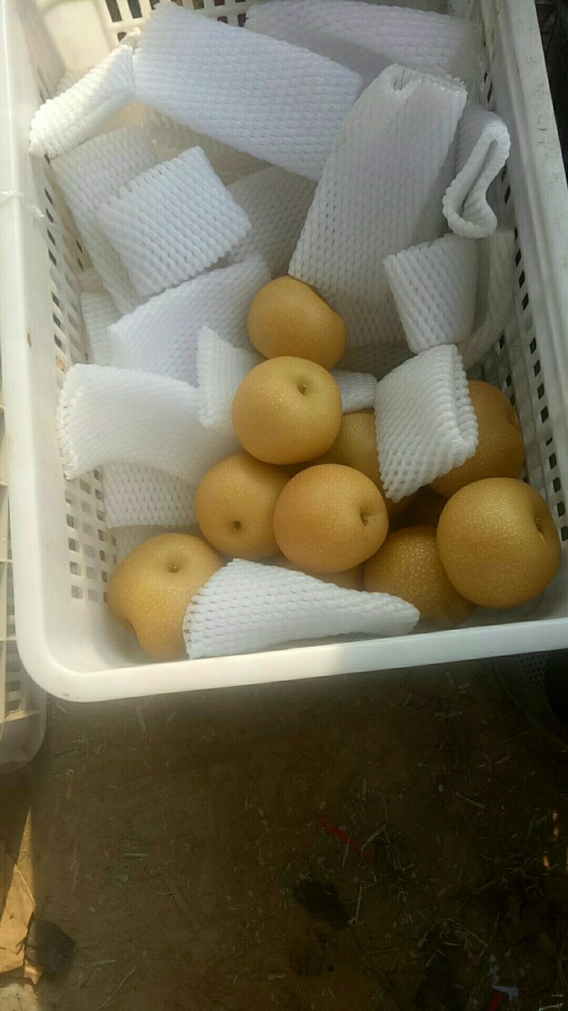 秋月梨