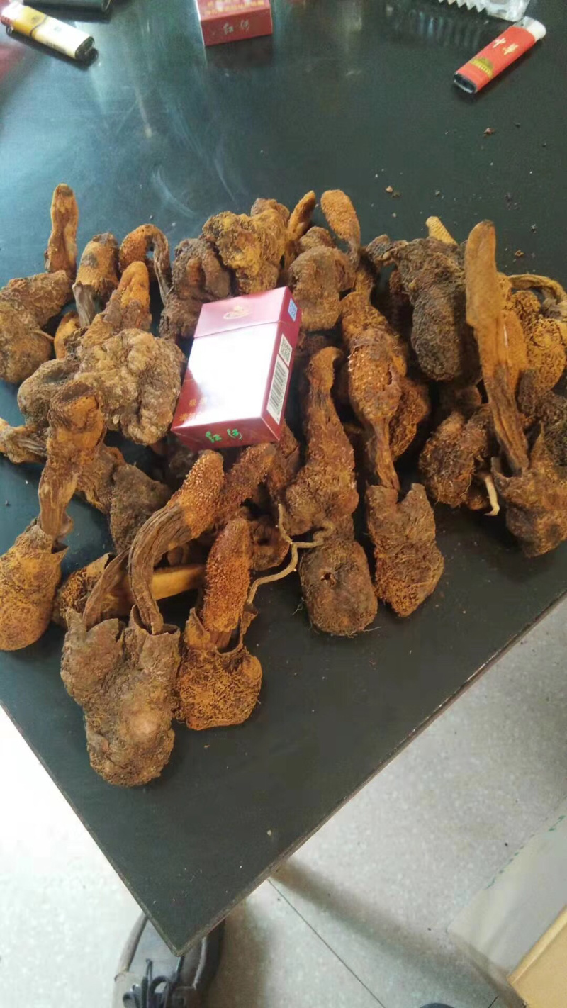 云南野生金锁阳，锁阳，全干，新货品质货非常好。