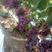 龙口红宝石葡萄成熟了！脆甜多汁硬度好，表光靓丽果粉厚。