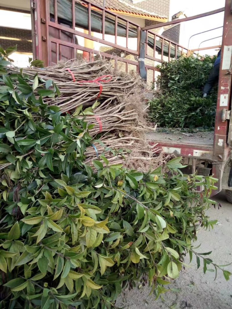 桂花苗木桂花树苗小苗湖北桂花树征地赔偿树苗