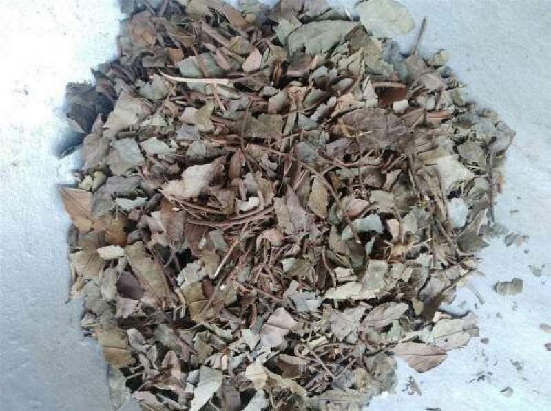 平地木矮地茶千余品种供应承接订单