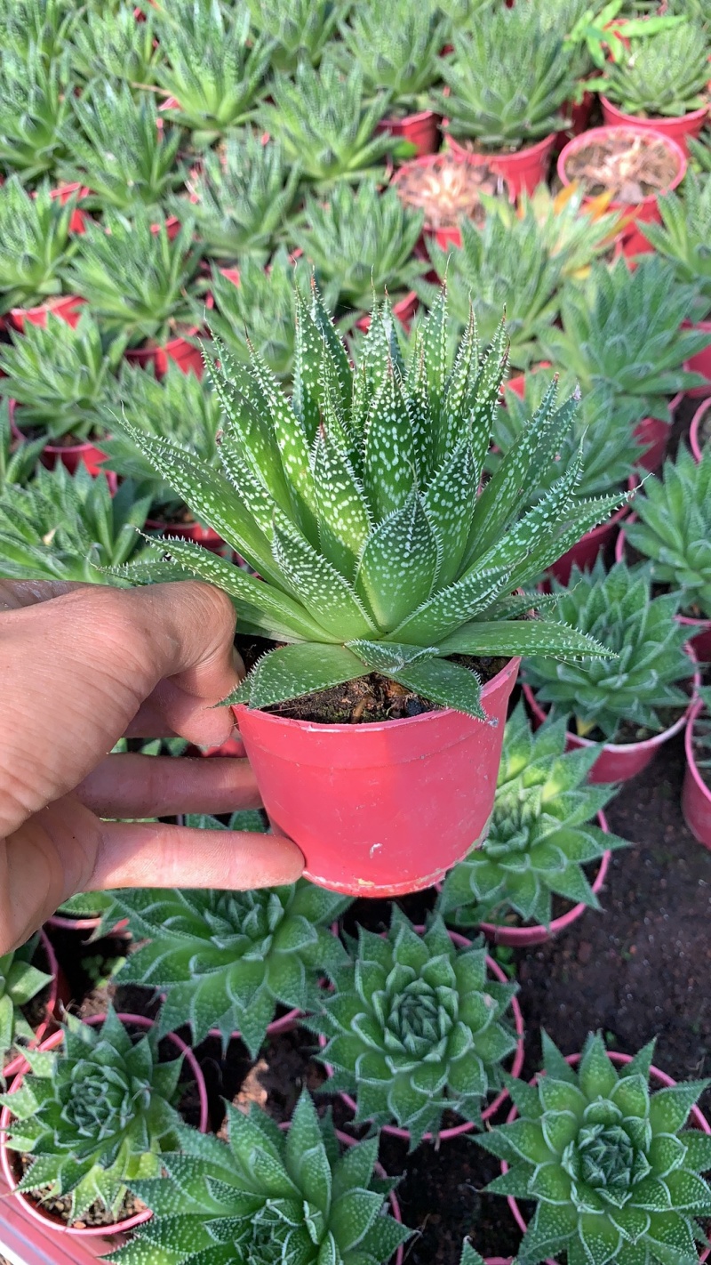 【多肉植物】波露带盆盆景整箱批发基地直发欢迎下单