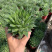 【多肉植物】波露带盆盆景整箱批发基地直发欢迎下单
