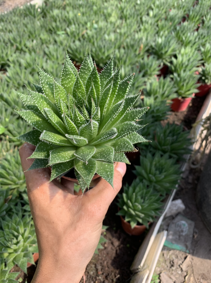 【多肉植物】波露带盆盆景整箱批发基地直发欢迎下单