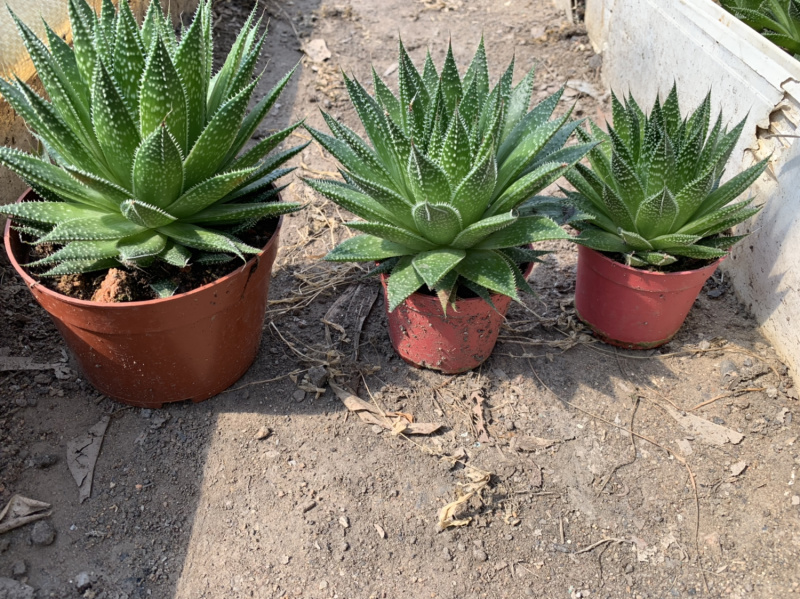 【多肉植物】波露带盆盆景整箱批发基地直发欢迎下单