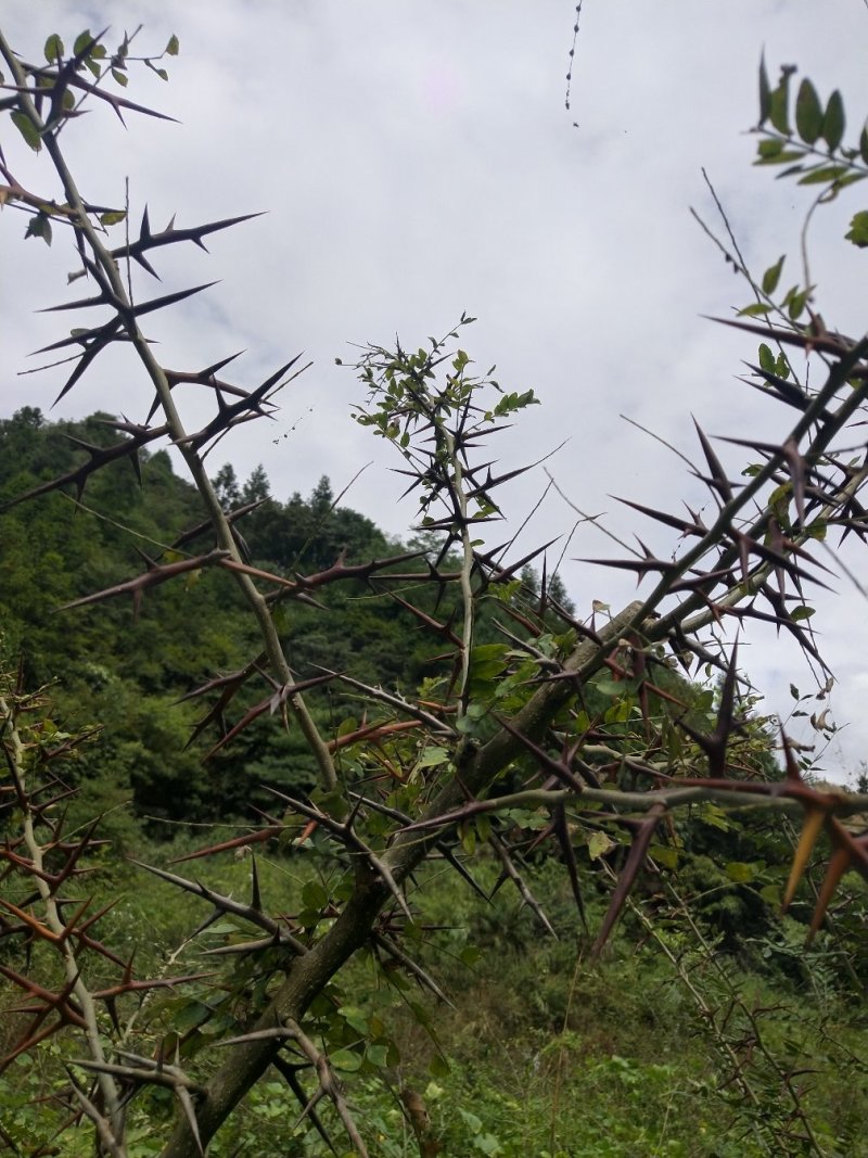 贵州遵义湄潭县皂角苗，可视频看货