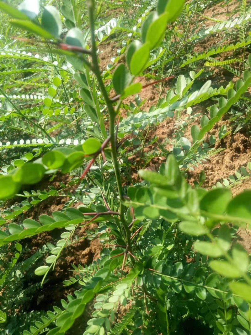 贵州遵义湄潭县皂角苗，可视频看货