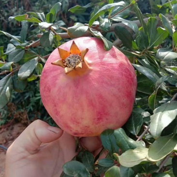 蒙自绿籽甜石榴，建水酸甜石榴