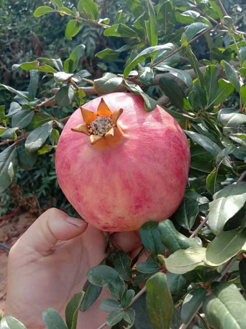 蒙自绿籽甜石榴，建水酸甜石榴