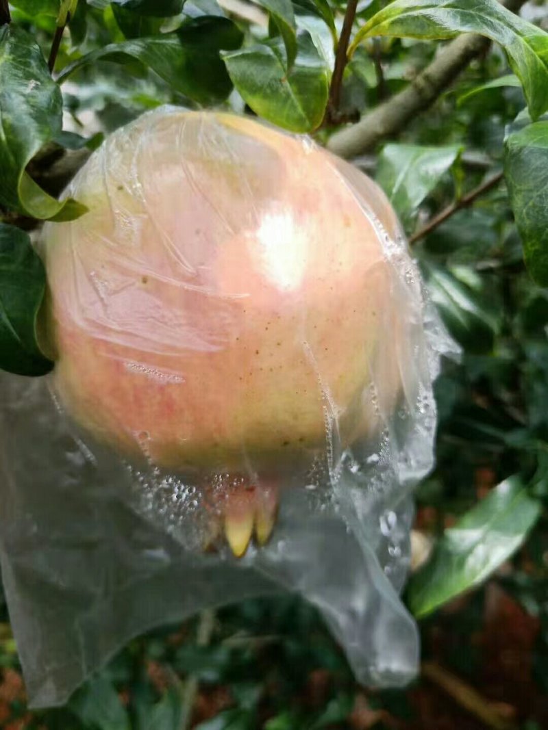 蒙自绿籽甜石榴，建水酸甜石榴