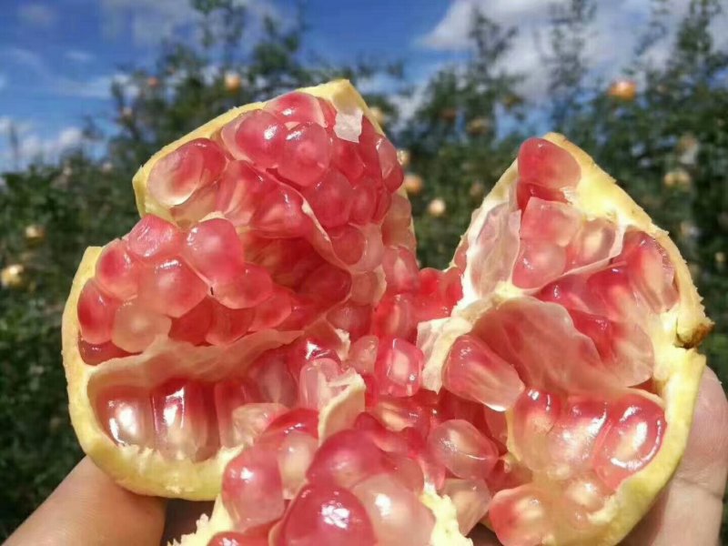 蒙自绿籽甜石榴，建水酸甜石榴