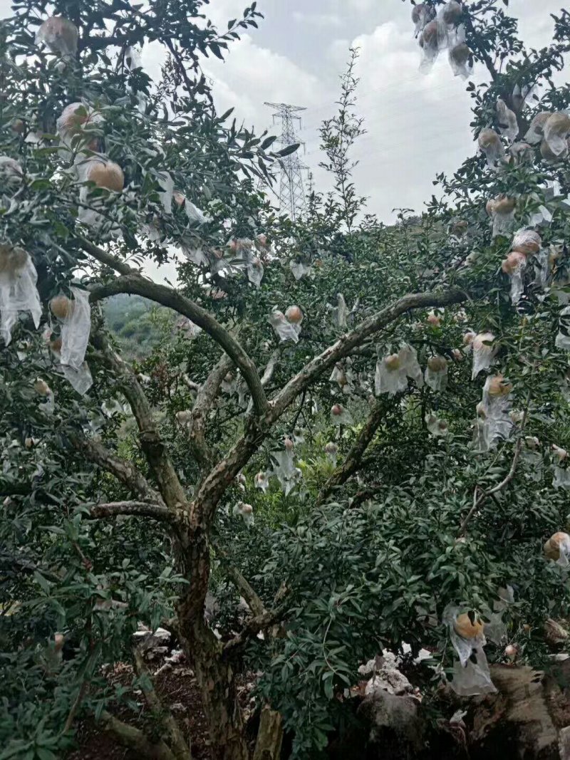 蒙自绿籽甜石榴，建水酸甜石榴