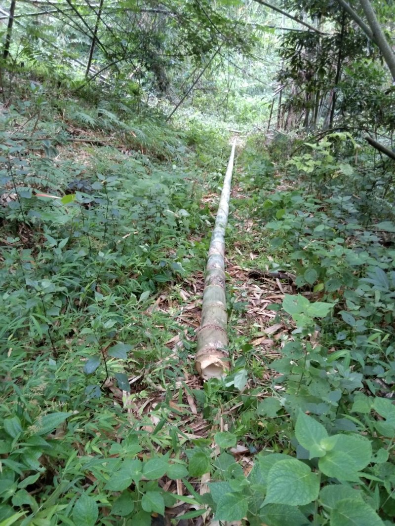 楠竹云南独有品种巨龙竹