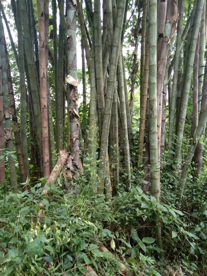 楠竹云南独有品种巨龙竹