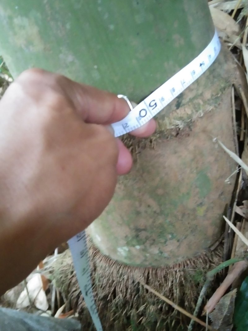 楠竹云南独有品种巨龙竹