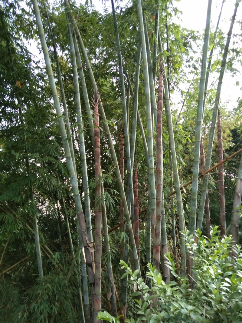 楠竹云南独有品种巨龙竹
