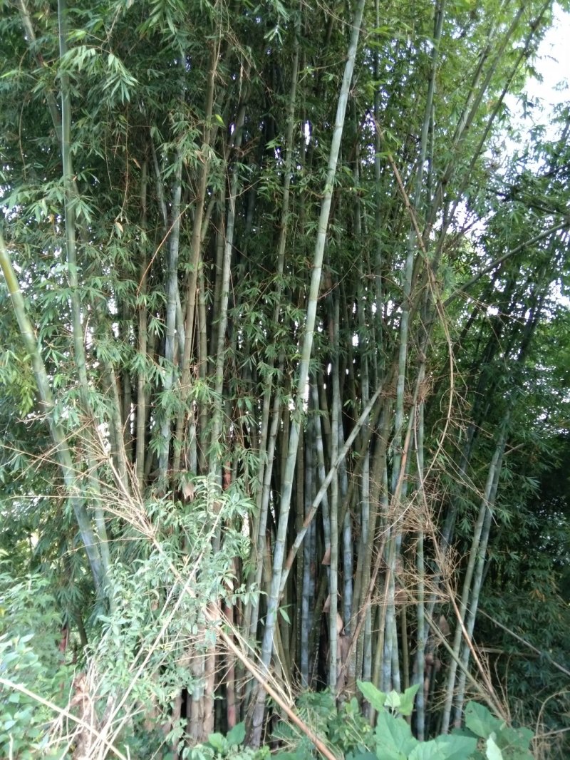 楠竹云南独有品种巨龙竹