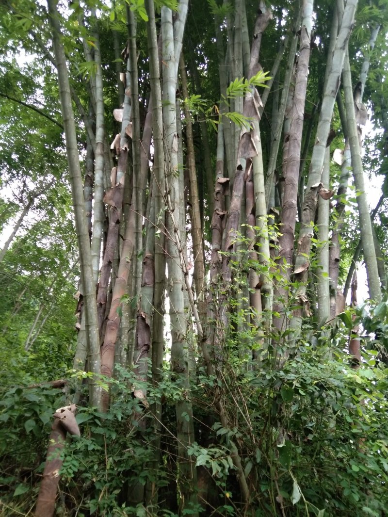 楠竹云南独有品种巨龙竹