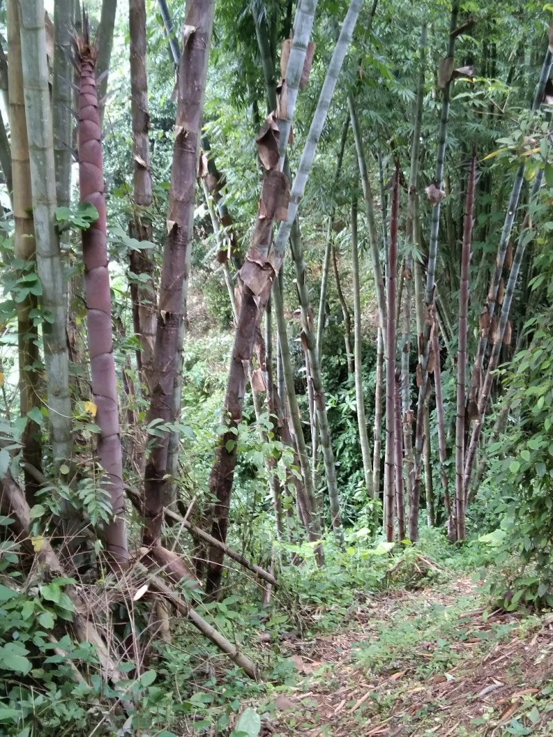 楠竹云南独有品种巨龙竹