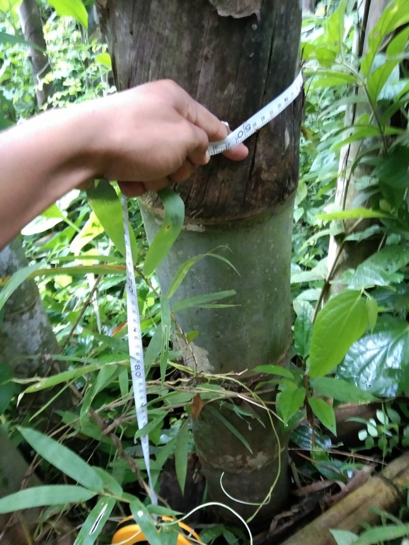 楠竹云南独有品种巨龙竹