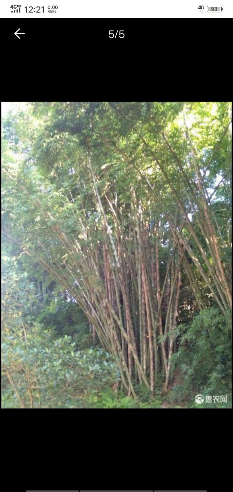 楠竹云南独有品种巨龙竹