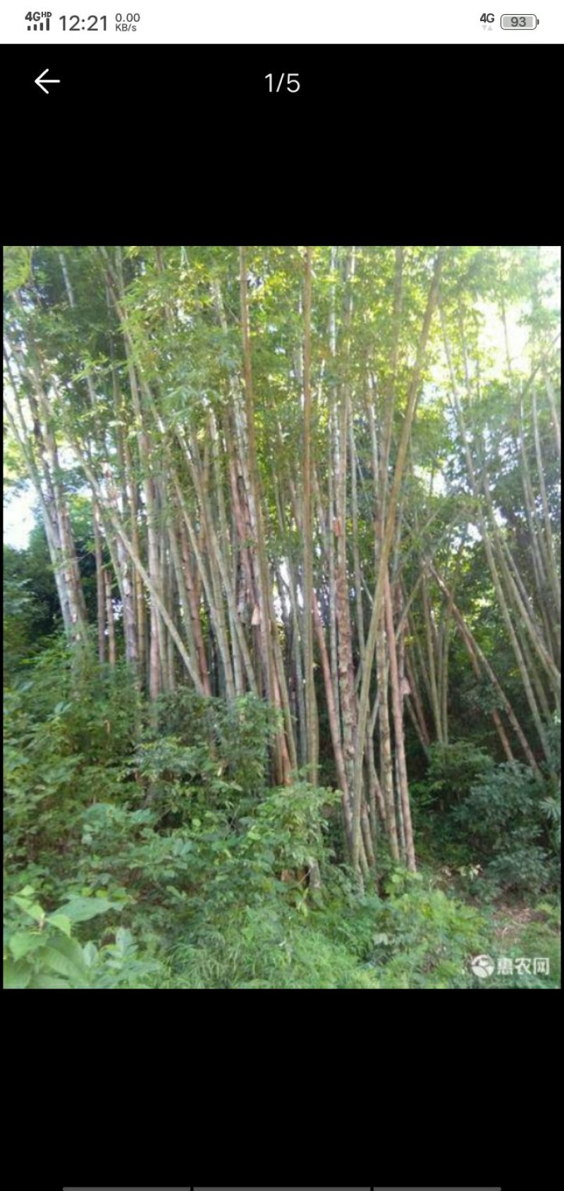 楠竹云南独有品种巨龙竹