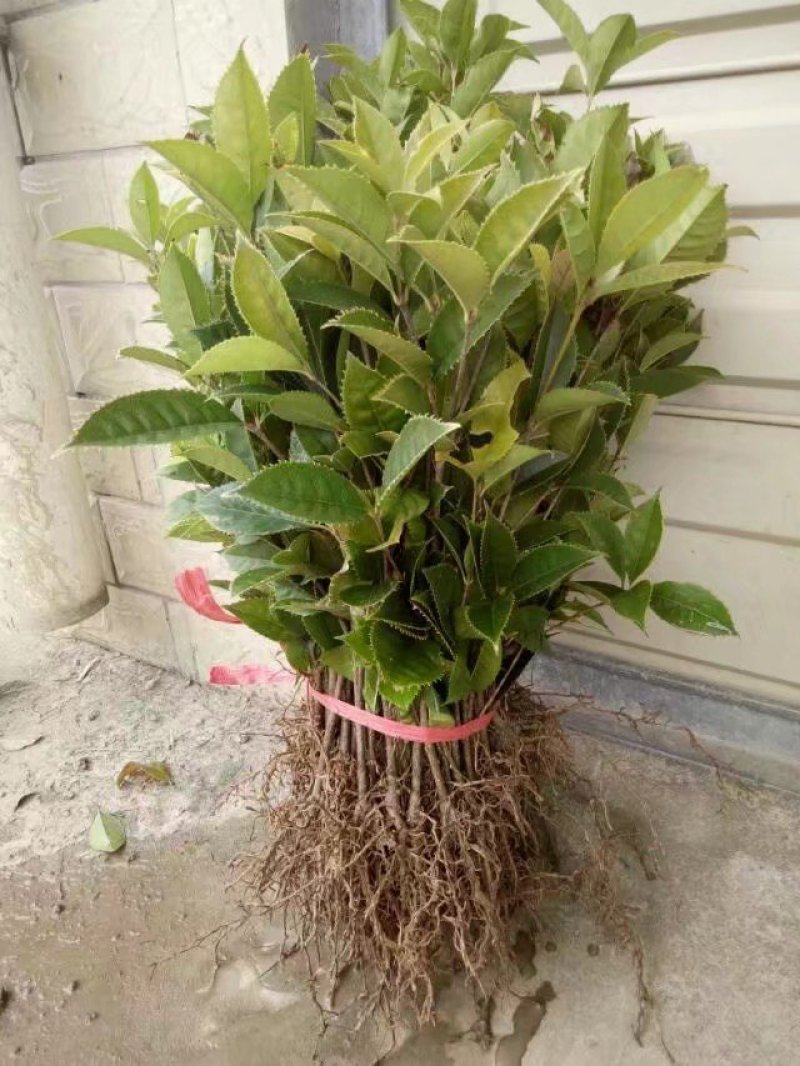 桂花苗珍珠彩叶桂彩叶桂花树苗10-50公分庭院盆栽小苗