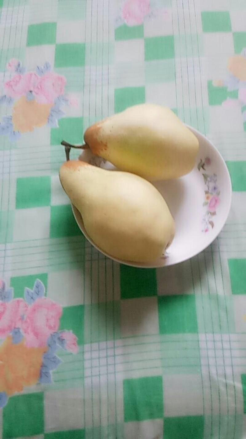 深州香蕉梨