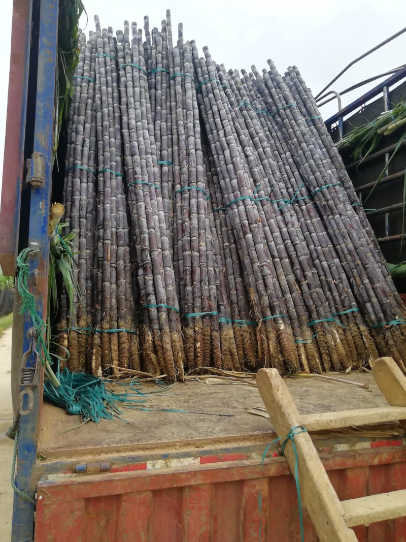 广西黑皮甘蔗大户产地直销信誉保证四弟