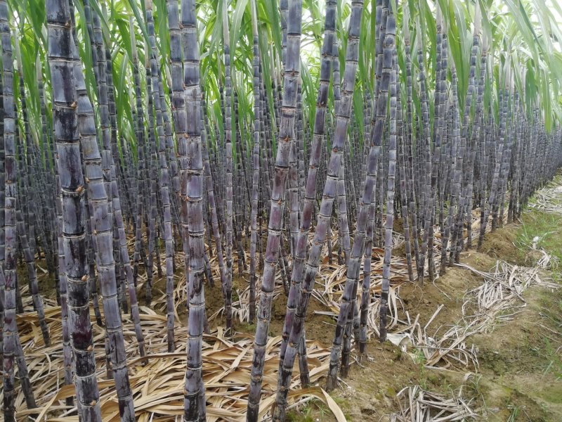 热销《黑皮甘蔗基地》质保13～16cm节度一条。