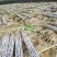 热销《黑皮甘蔗基地》质保13～16cm节度一条。